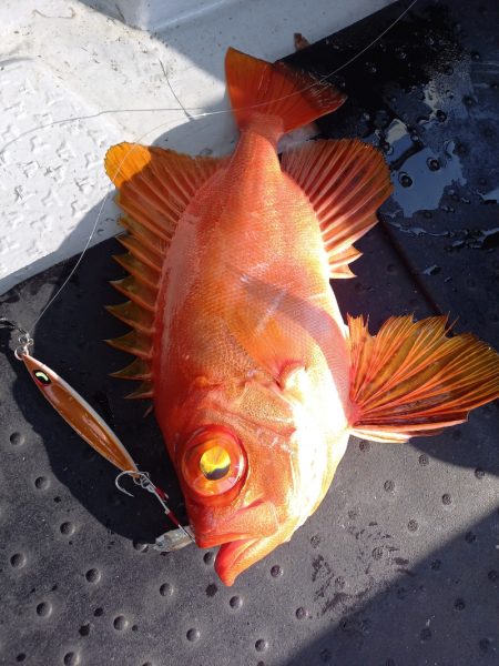 第二龍勢丸 釣果