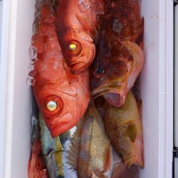 第二龍勢丸 釣果