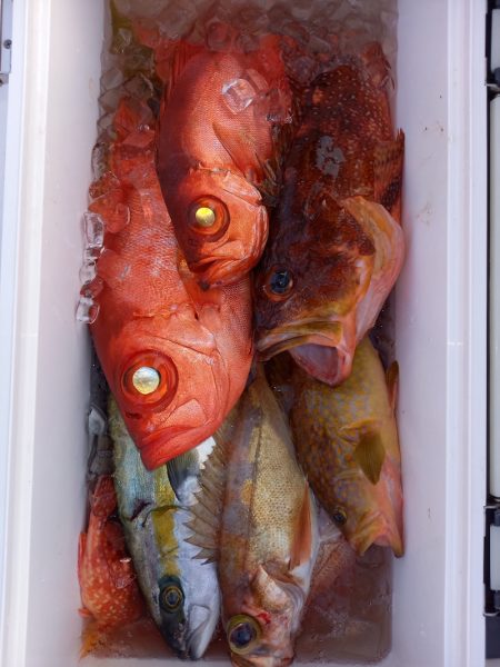 第二龍勢丸 釣果