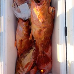 第二龍勢丸 釣果