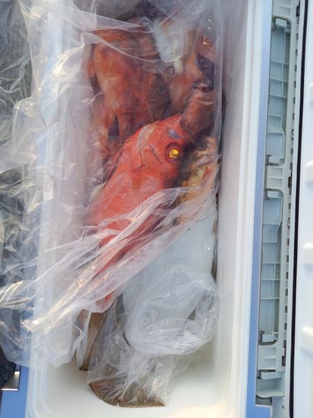 第二龍勢丸 釣果