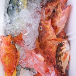 第二龍勢丸 釣果