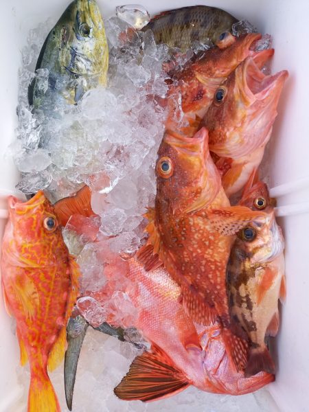 第二龍勢丸 釣果