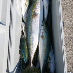 エンペラー 釣果