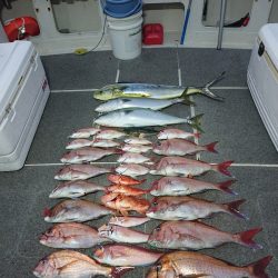 ARCADIAⅡ (アルカディアⅡ) 釣果