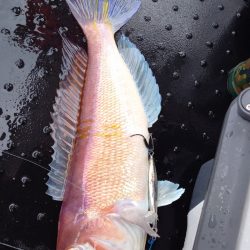 第二龍勢丸 釣果