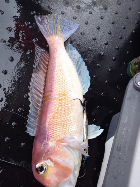 第二龍勢丸 釣果