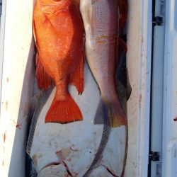 第二龍勢丸 釣果