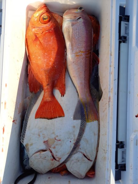 第二龍勢丸 釣果