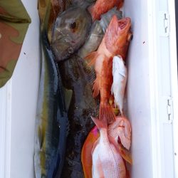 第二龍勢丸 釣果