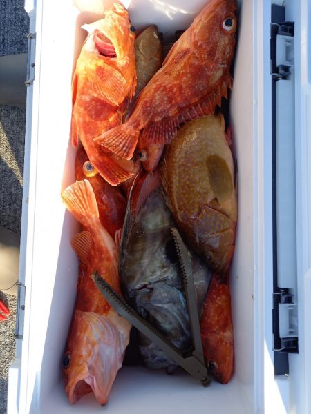 第二龍勢丸 釣果