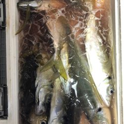 海龍丸（石川） 釣果