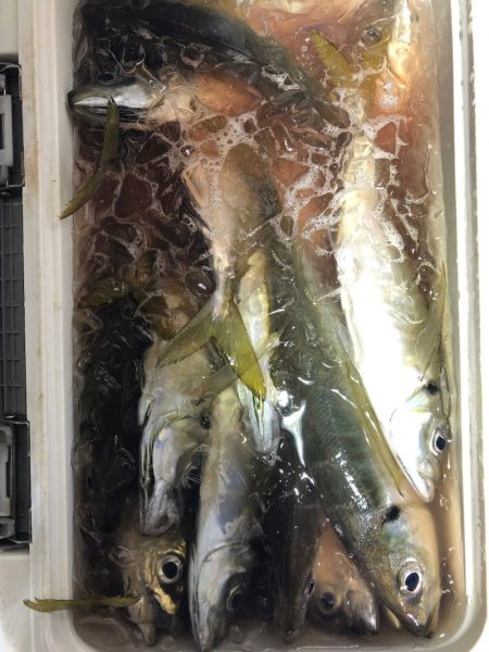 海龍丸（石川） 釣果