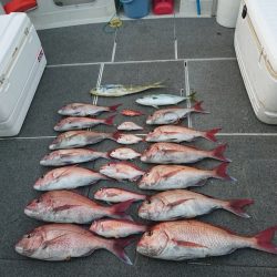 ARCADIAⅡ (アルカディアⅡ) 釣果