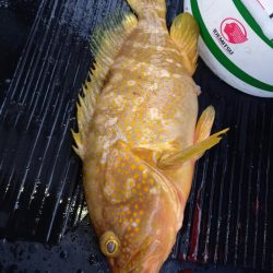 第二龍勢丸 釣果