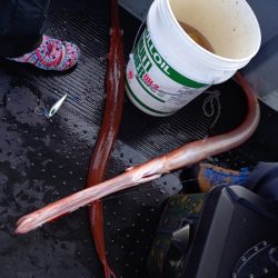 第二龍勢丸 釣果