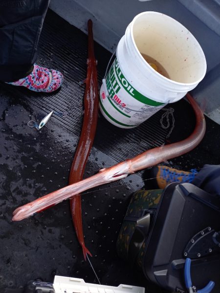 第二龍勢丸 釣果