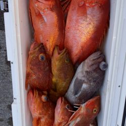 第二龍勢丸 釣果