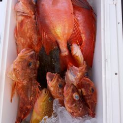 第二龍勢丸 釣果