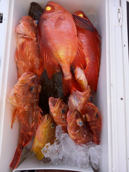 第二龍勢丸 釣果