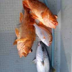 アマテラス 釣果