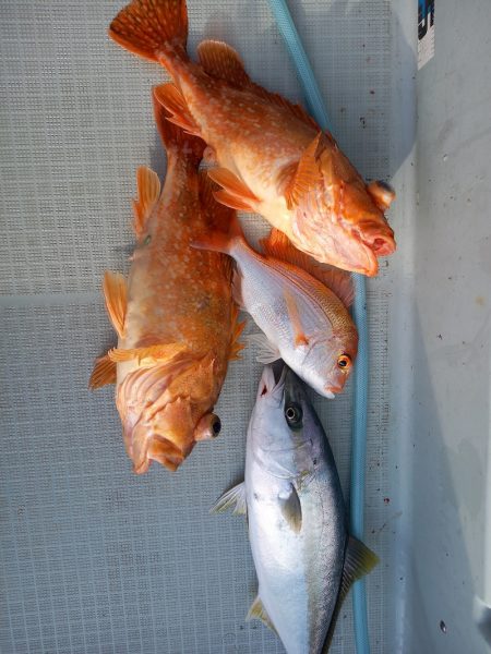 アマテラス 釣果