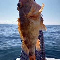 アマテラス 釣果