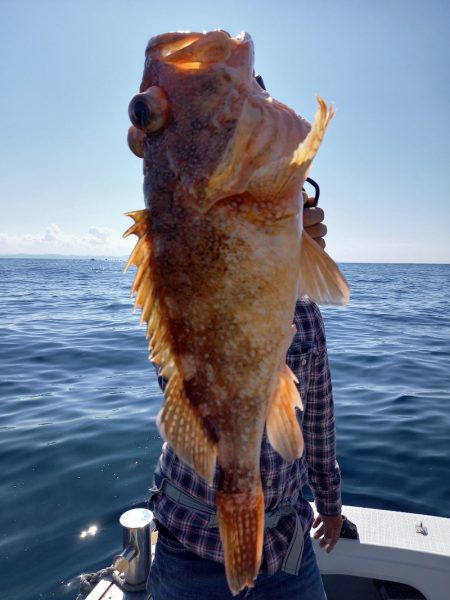 アマテラス 釣果