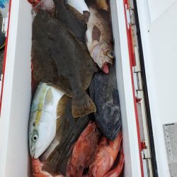 シーライオン 釣果