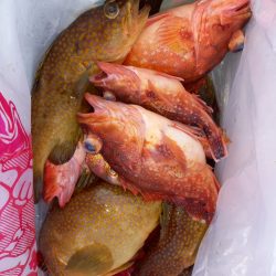 第二龍勢丸 釣果