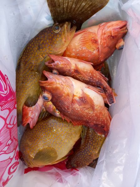 第二龍勢丸 釣果