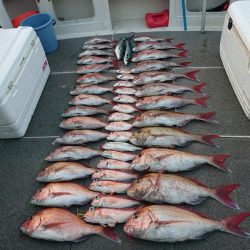 ARCADIAⅡ (アルカディアⅡ) 釣果