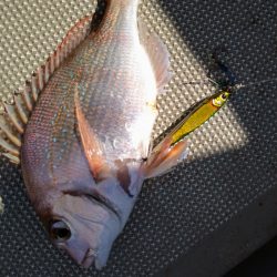 光生丸 釣果
