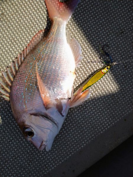 光生丸 釣果
