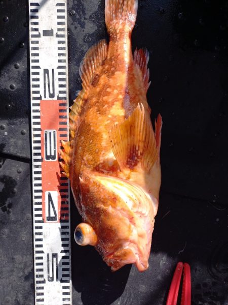 第二龍勢丸 釣果