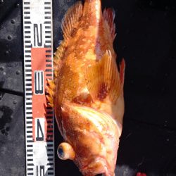 第二龍勢丸 釣果