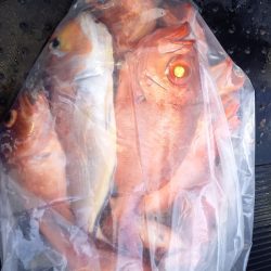 第二龍勢丸 釣果