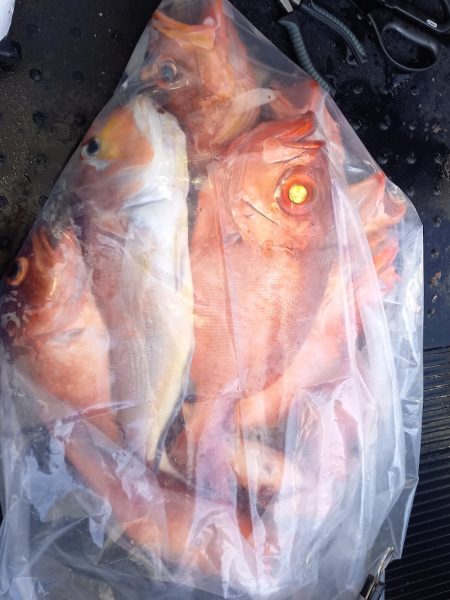 第二龍勢丸 釣果