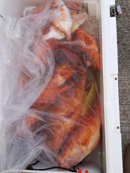 第二龍勢丸 釣果