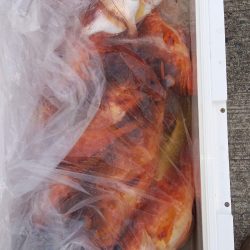 第二龍勢丸 釣果