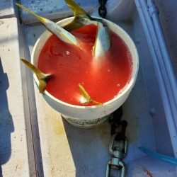 海龍丸（石川） 釣果