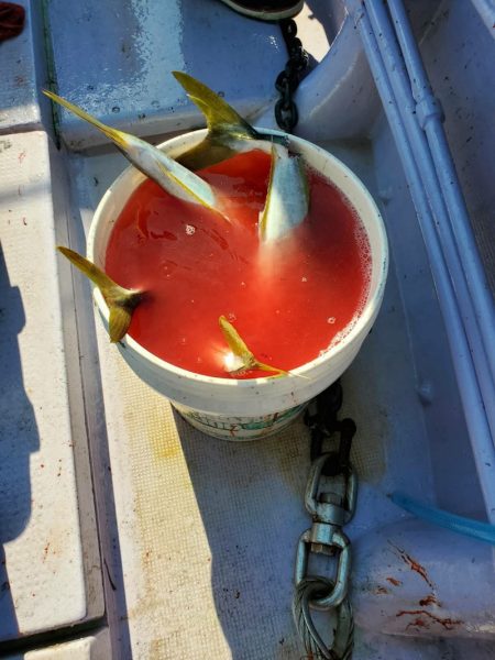 海龍丸（石川） 釣果