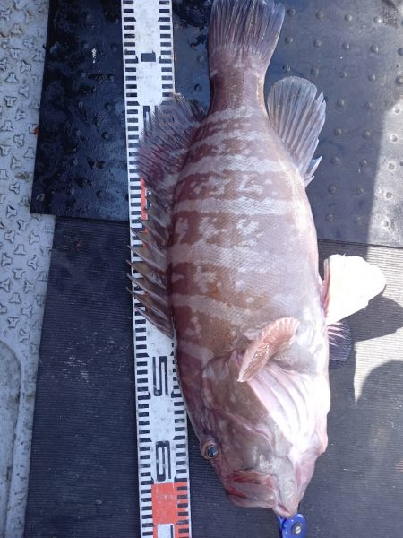 第二龍勢丸 釣果