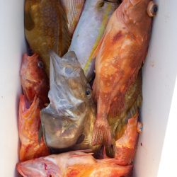 第二龍勢丸 釣果