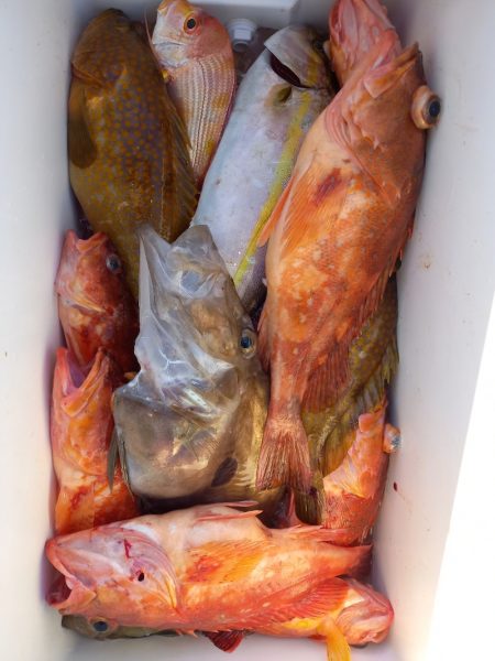 第二龍勢丸 釣果