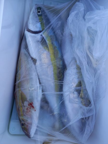 第二龍勢丸 釣果