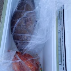 第二龍勢丸 釣果