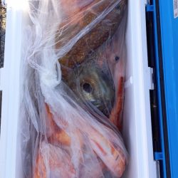 第二龍勢丸 釣果