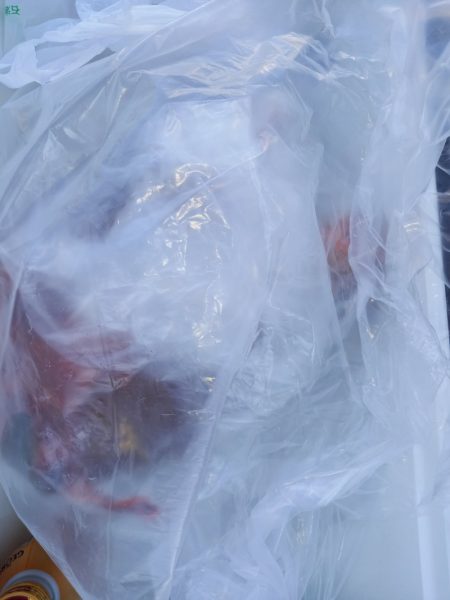 第二龍勢丸 釣果