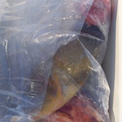 第二龍勢丸 釣果